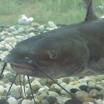 Get To Know The Extraordinary Catfish That Swam The Entire South America