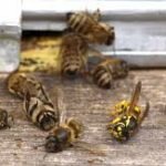 Residents In Sydney Not Happy About Poisoned Bees